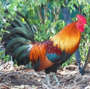 Key-West-rooster